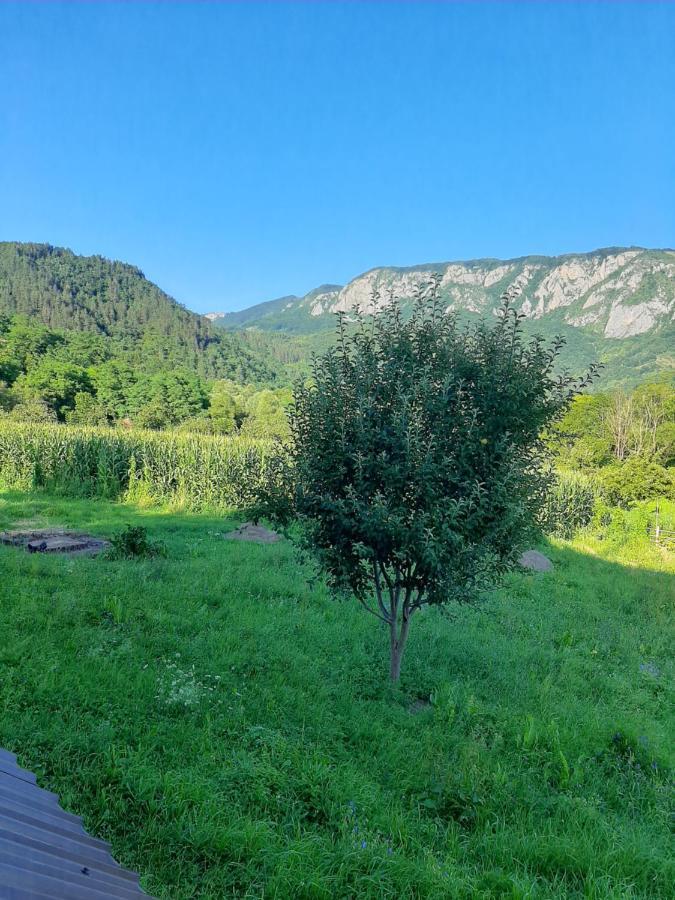 Pensiunea Codru Sălciua de Jos Εξωτερικό φωτογραφία