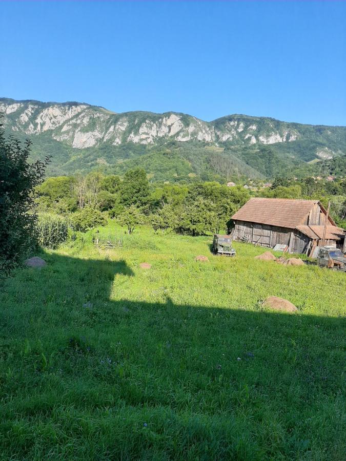 Pensiunea Codru Sălciua de Jos Εξωτερικό φωτογραφία